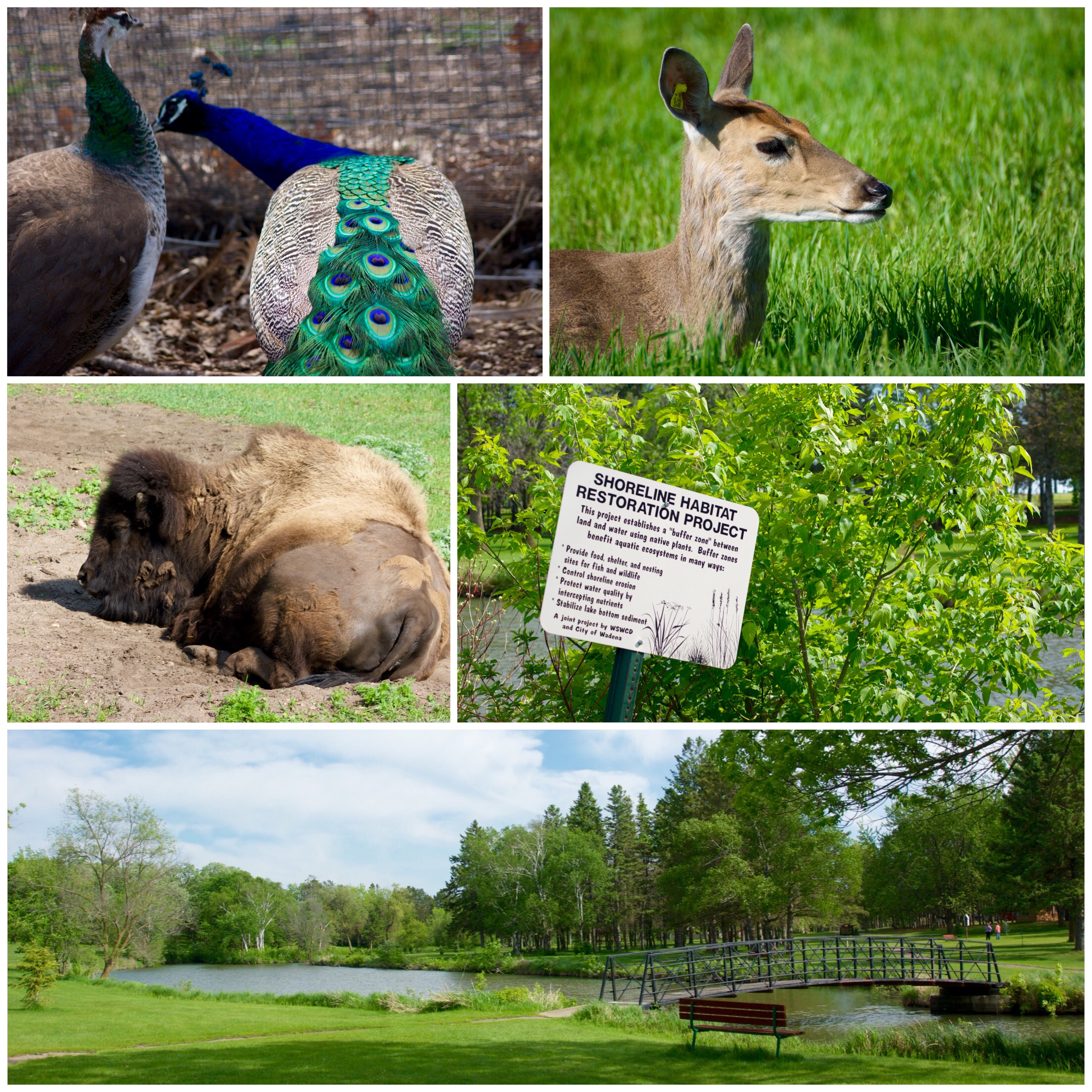 Sunnybrook Park Wadena MNBucketList 